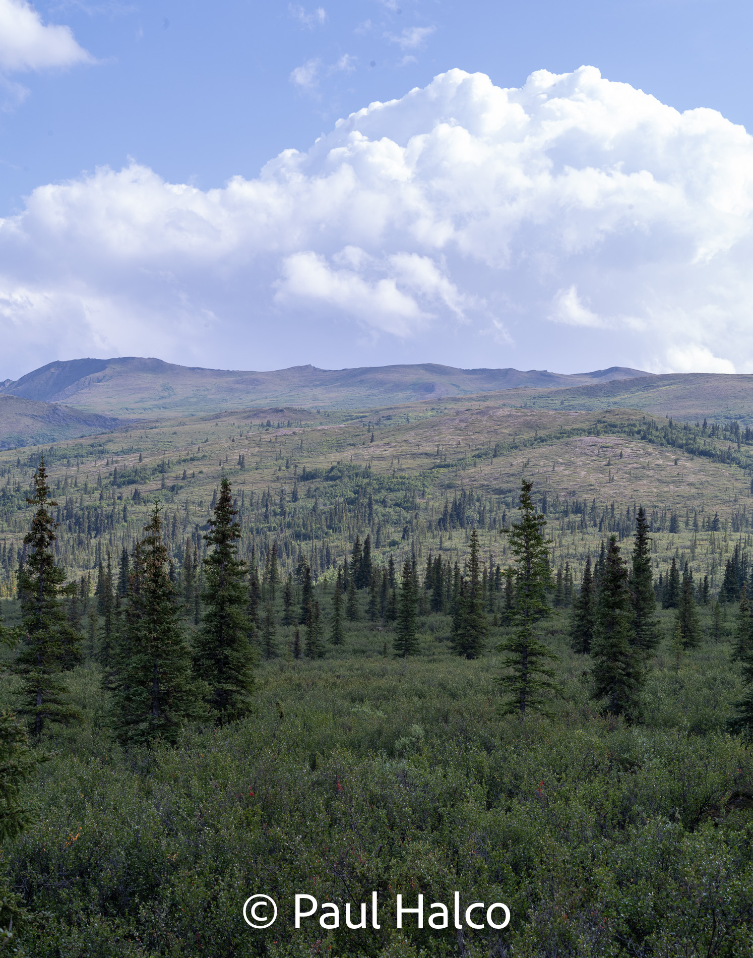 Paul Halco - Denali NP-12